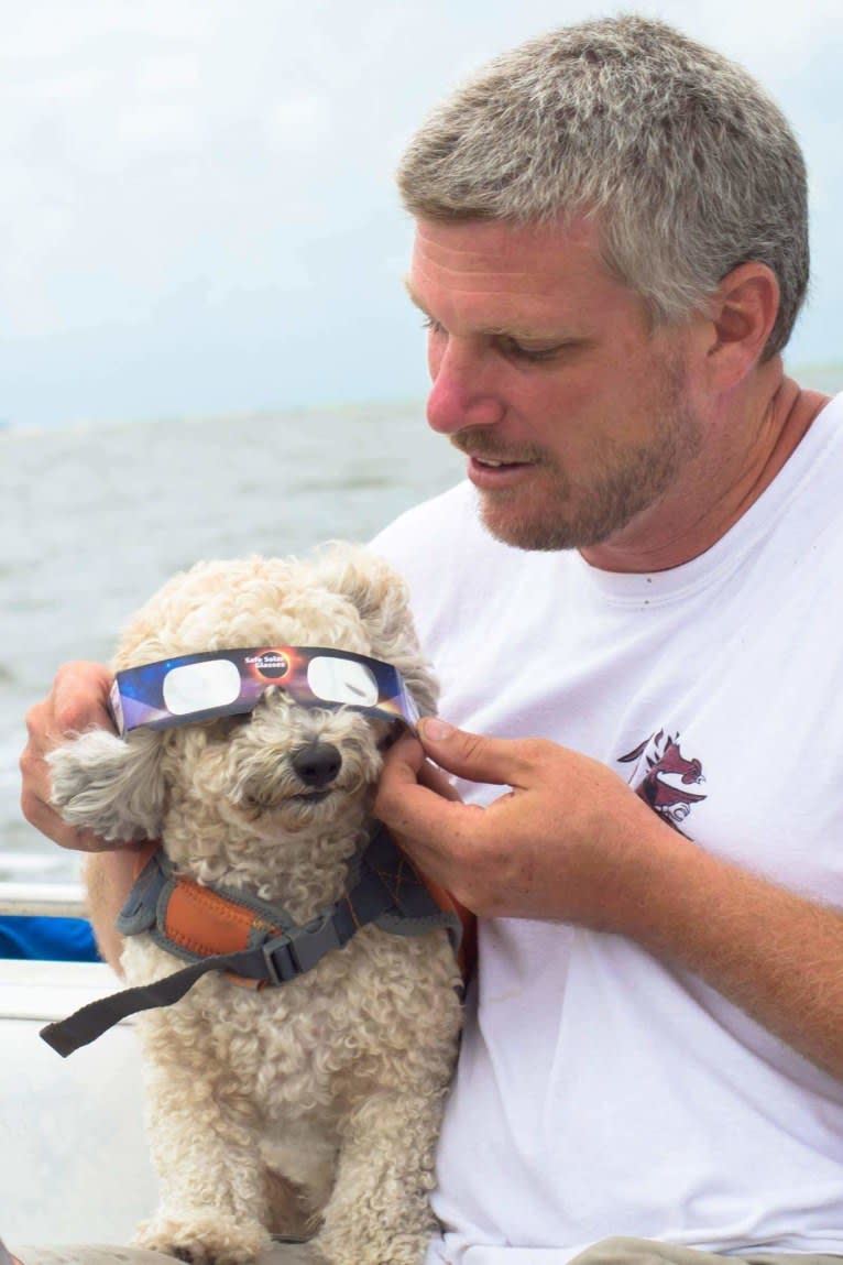 Opee, a Poodle (Small) and Chihuahua mix tested with EmbarkVet.com