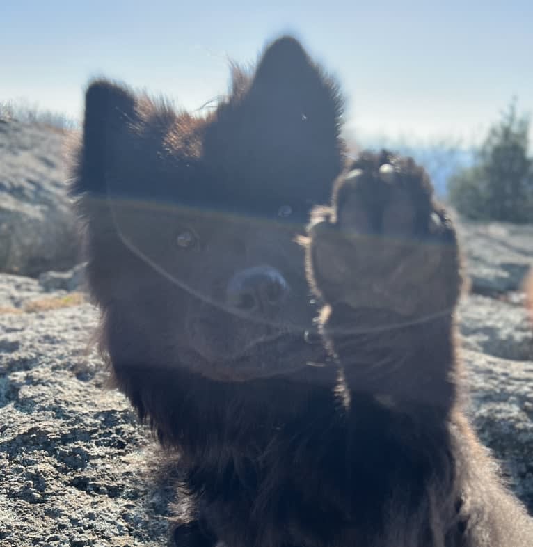 Sheva, a Chow Chow and Norwegian Elkhound mix tested with EmbarkVet.com