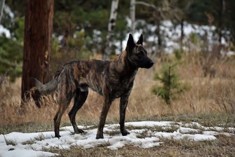 Jaeger des las Flores, a Dutch Shepherd tested with EmbarkVet.com