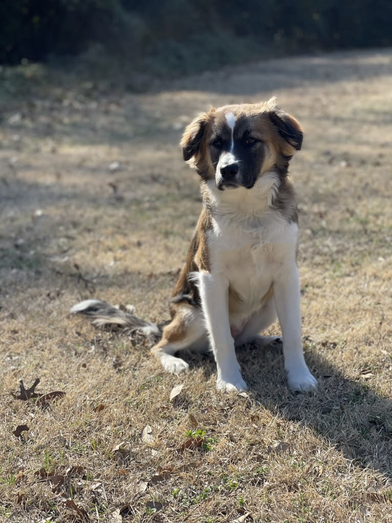 Evie, an American Pit Bull Terrier and Australian Shepherd mix tested with EmbarkVet.com