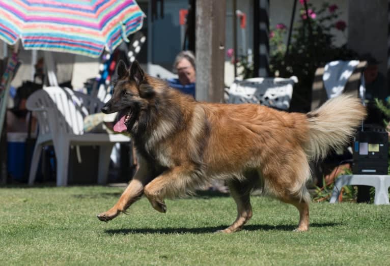 Vivant et Lisse Dulcimer Flight, a Belgian Shepherd tested with EmbarkVet.com