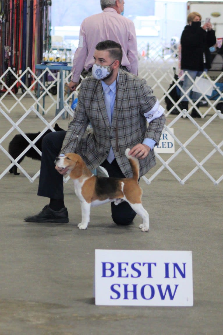 Coulson, a Beagle tested with EmbarkVet.com