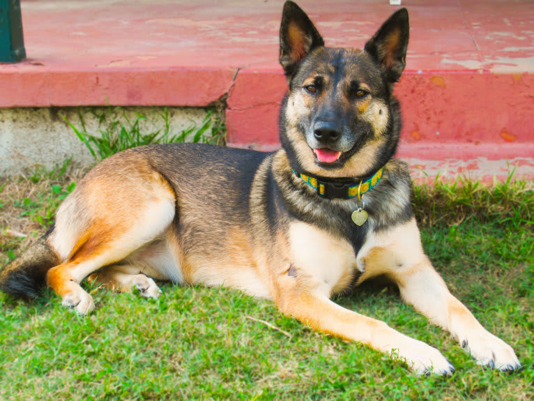 Halo, a Belgian Malinois and Siberian Husky mix tested with EmbarkVet.com