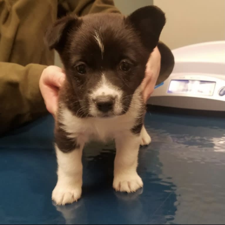 Cooper, a Pembroke Welsh Corgi and Russell-type Terrier mix tested with EmbarkVet.com