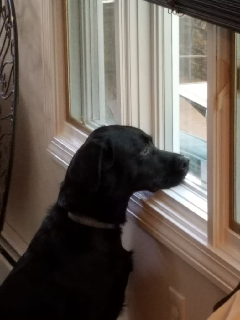 Rocco, a Labrador Retriever and Border Collie mix tested with EmbarkVet.com