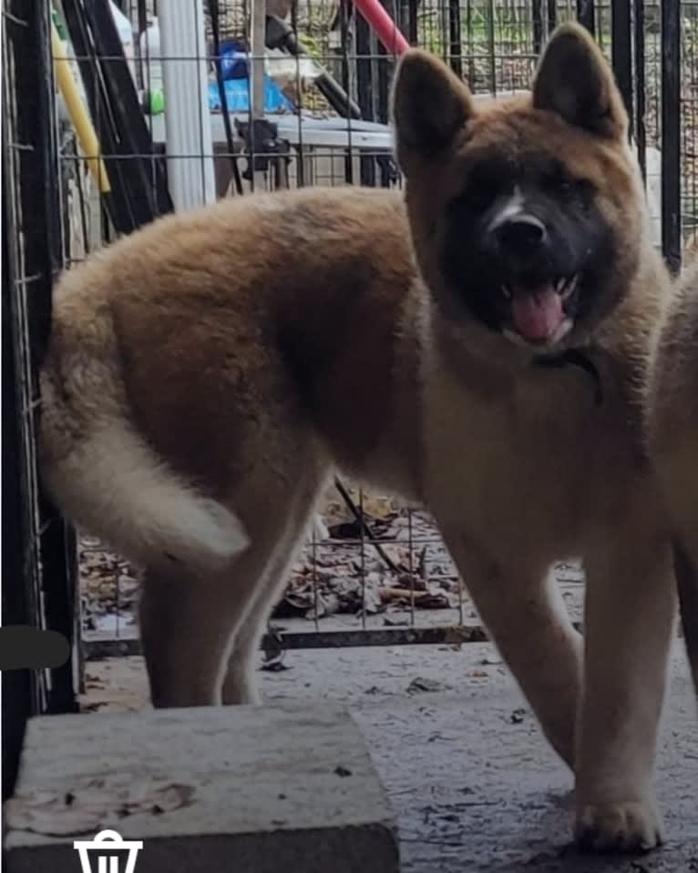 Geena, an Akita tested with EmbarkVet.com