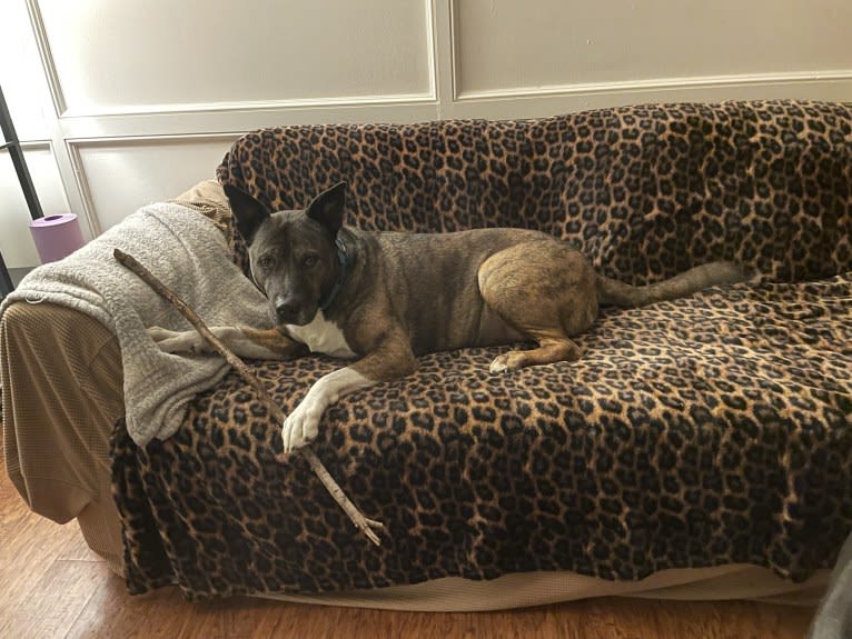 Gus, an American Pit Bull Terrier and Akita mix tested with EmbarkVet.com
