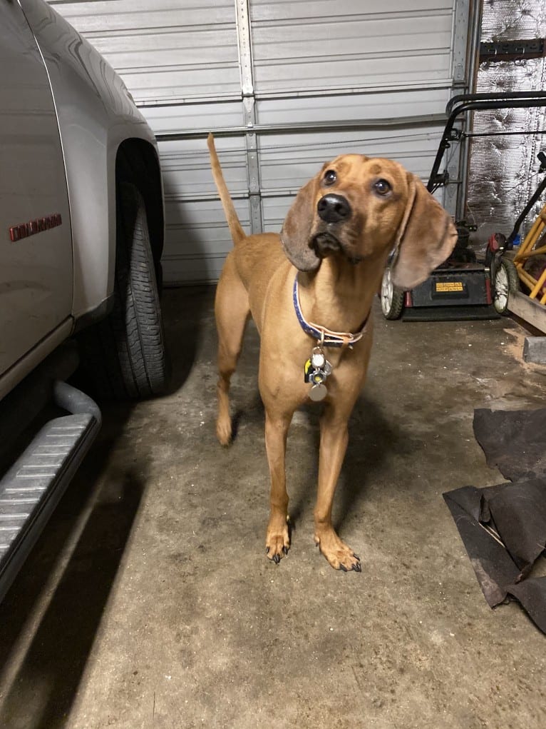 Penny, a Black and Tan Coonhound and Redbone Coonhound mix tested with EmbarkVet.com