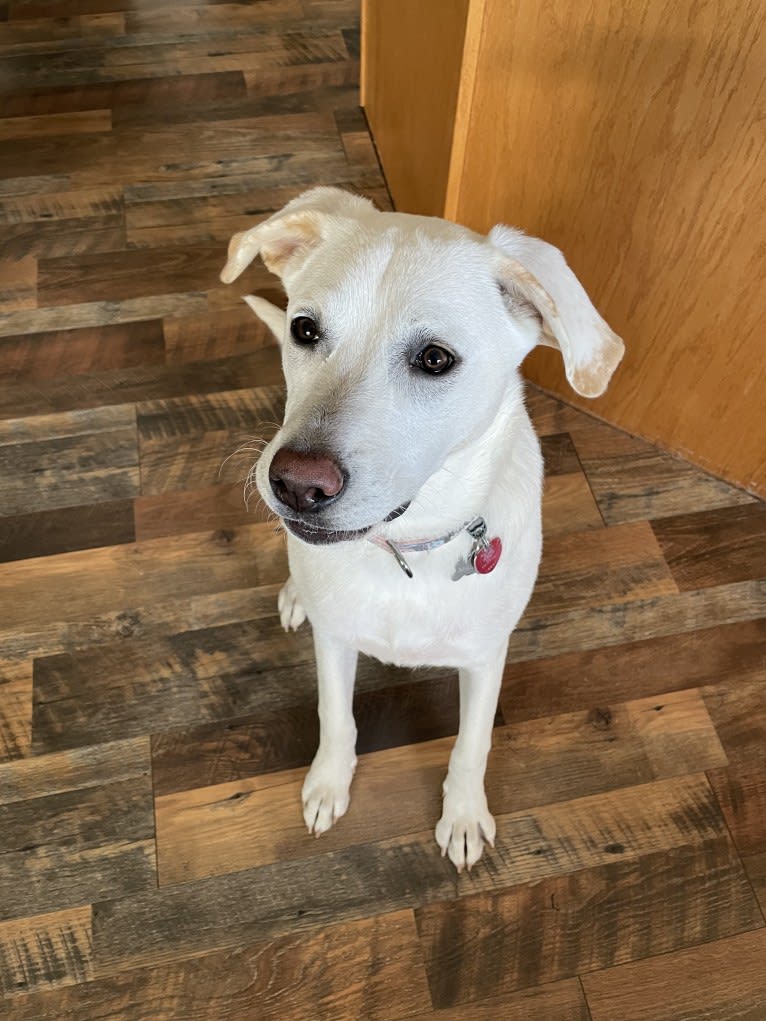 Maizee, a Great Pyrenees and German Shepherd Dog mix tested with EmbarkVet.com