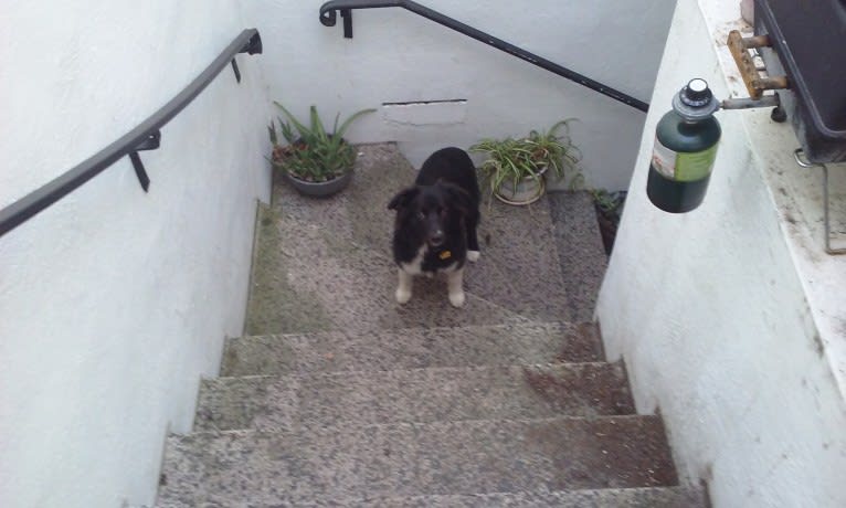 Bella, a Border Collie and Pembroke Welsh Corgi mix tested with EmbarkVet.com