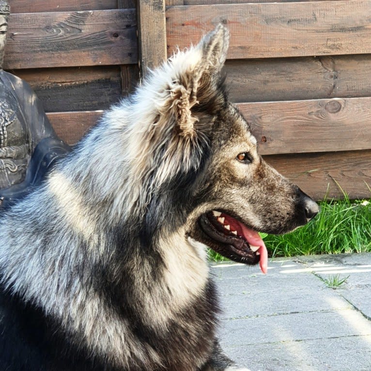 OZAI, a German Shepherd Dog tested with EmbarkVet.com