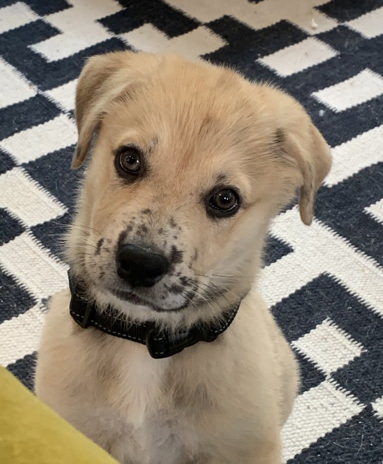 Louise, a Great Pyrenees and American Pit Bull Terrier mix tested with EmbarkVet.com