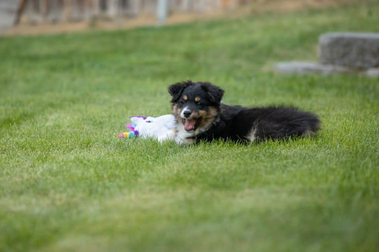 Tess, an Australian Shepherd tested with EmbarkVet.com
