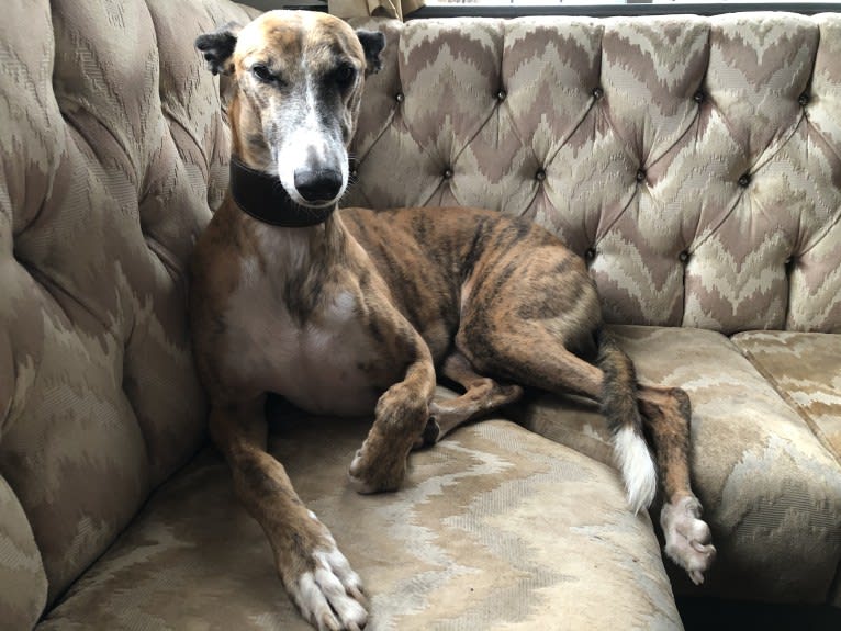 Barton, a Greyhound tested with EmbarkVet.com