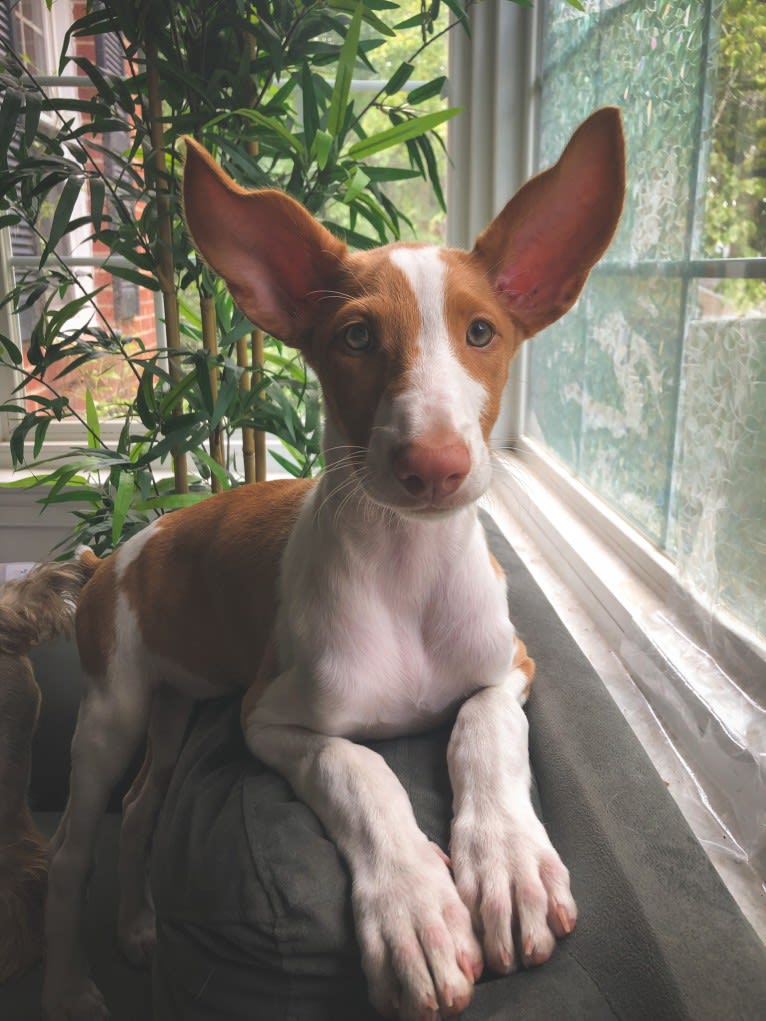 Ponzi, an Ibizan Hound tested with EmbarkVet.com