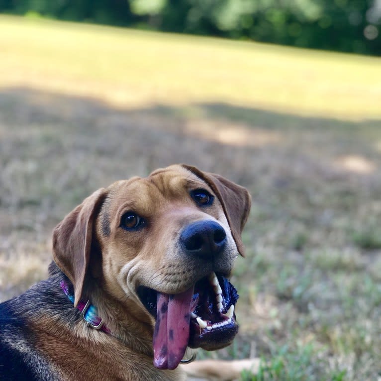 Rylee, an American Foxhound and Chinese Shar-Pei mix tested with EmbarkVet.com