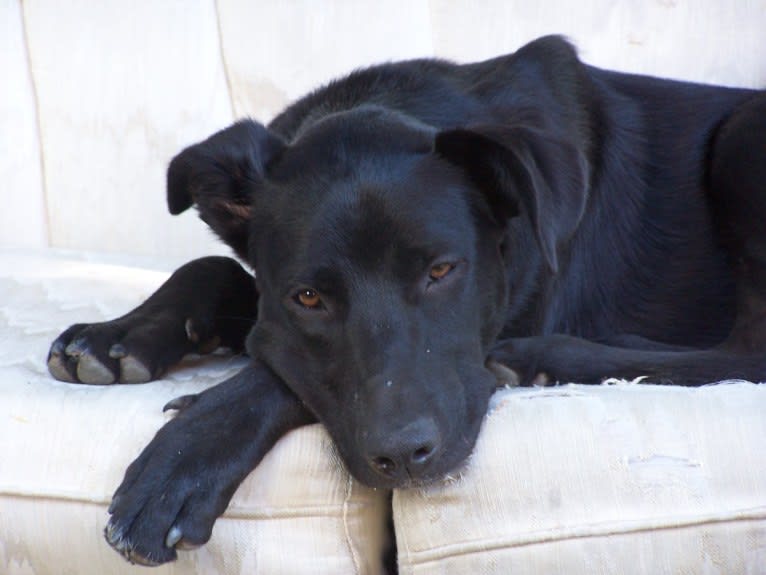 Kepler, a Chesapeake Bay Retriever and Labrador Retriever mix tested with EmbarkVet.com