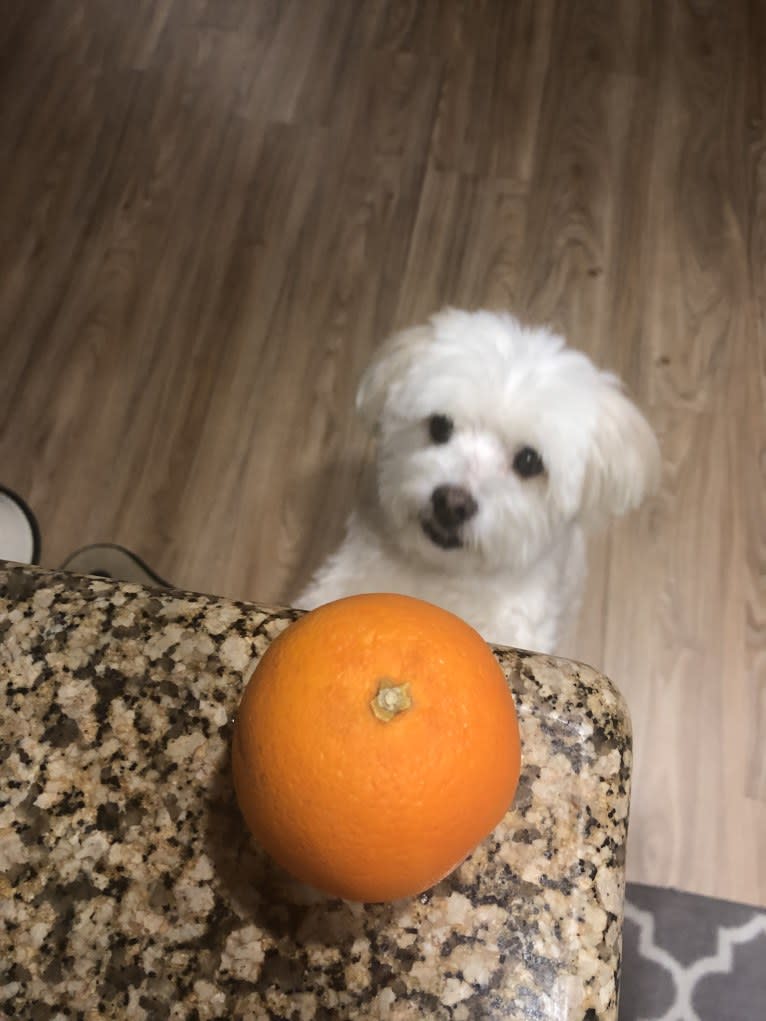 Koopa, a Maltese and Pomeranian mix tested with EmbarkVet.com