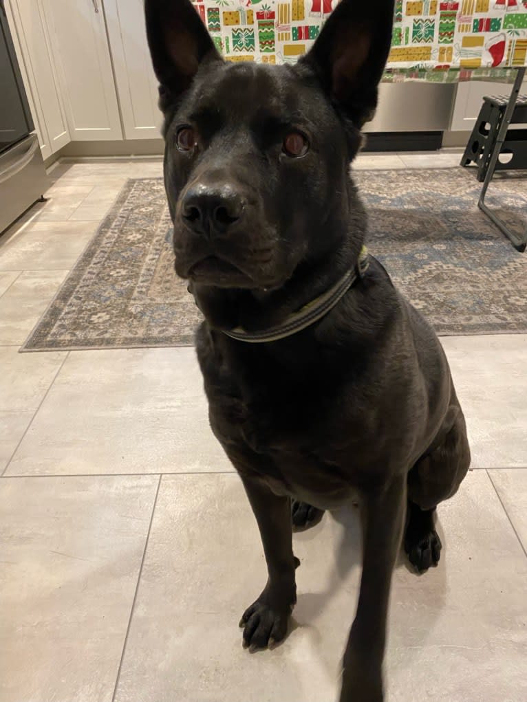 Dowdy, an American Pit Bull Terrier and Chow Chow mix tested with EmbarkVet.com