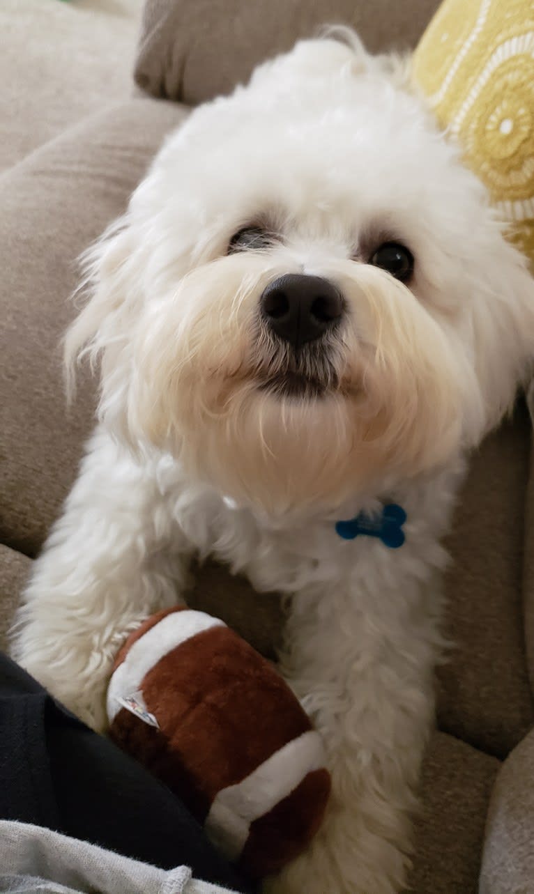 Benji, a Poodle (Small) and Bichon Frise mix tested with EmbarkVet.com