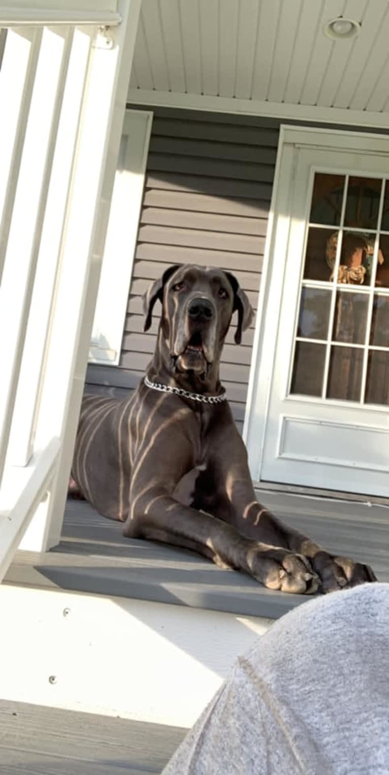 Zane, a Great Dane tested with EmbarkVet.com