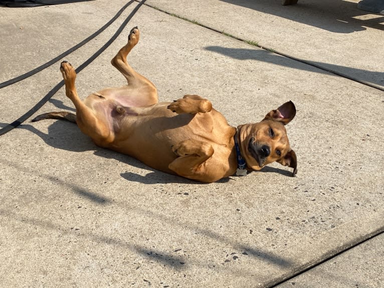 Walker, an American Pit Bull Terrier and Rottweiler mix tested with EmbarkVet.com