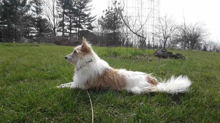 Shifu, an Indian Indigenous Dog tested with EmbarkVet.com