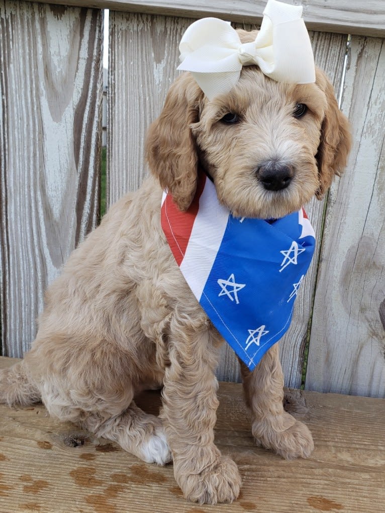 Snow (Mabel), a Goldendoodle tested with EmbarkVet.com