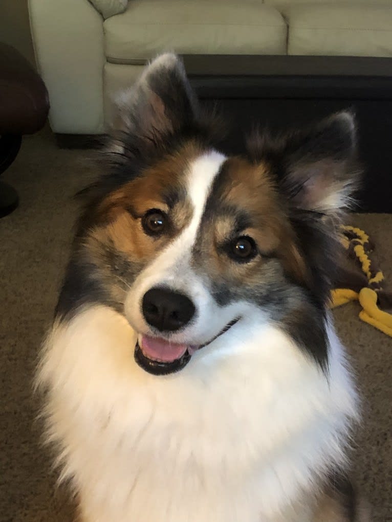 Charlie, an Icelandic Sheepdog tested with EmbarkVet.com