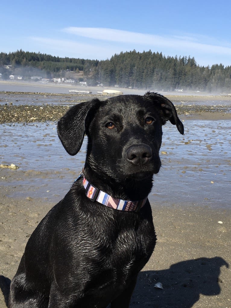 Theo, a Dalmatian and German Shepherd Dog mix tested with EmbarkVet.com