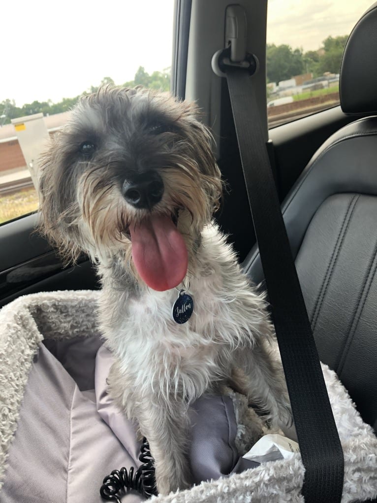 Fallon, a Miniature Schnauzer and Russell-type Terrier mix tested with EmbarkVet.com