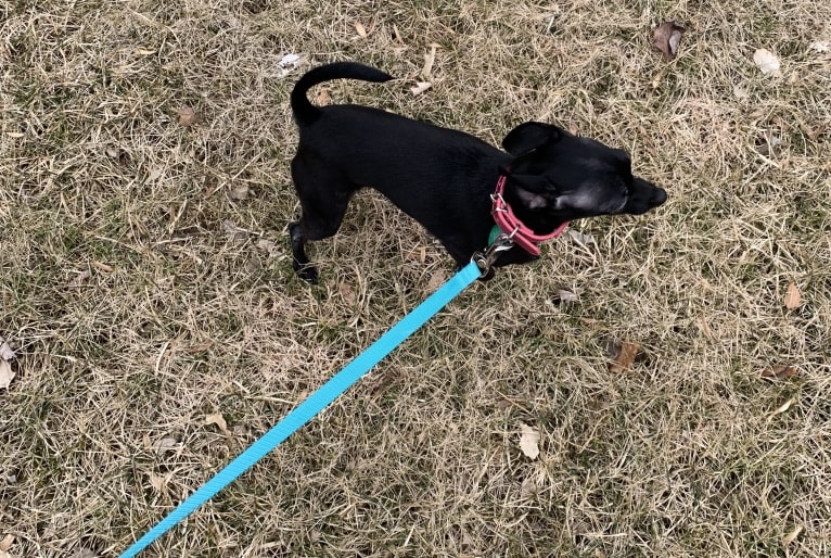 Elsa, a Chihuahua and Miniature Pinscher mix tested with EmbarkVet.com