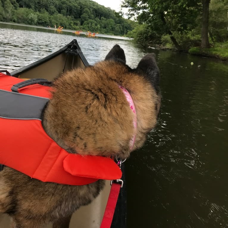 Kiki, an Akita tested with EmbarkVet.com