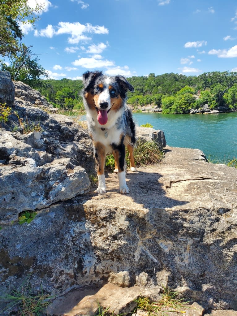 Ellie Einstein Cow Creek Aussies, an Australian Shepherd tested with EmbarkVet.com