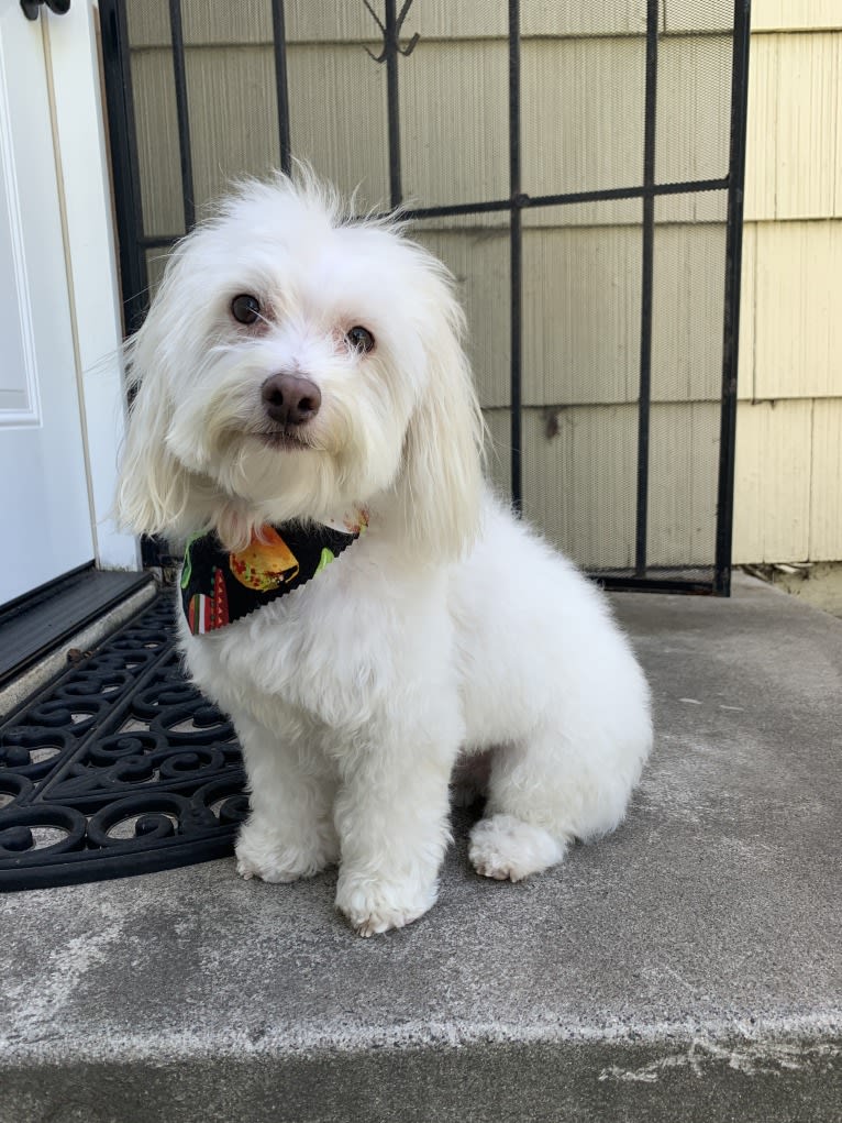 koji, a Poodle (Small) and Chihuahua mix tested with EmbarkVet.com