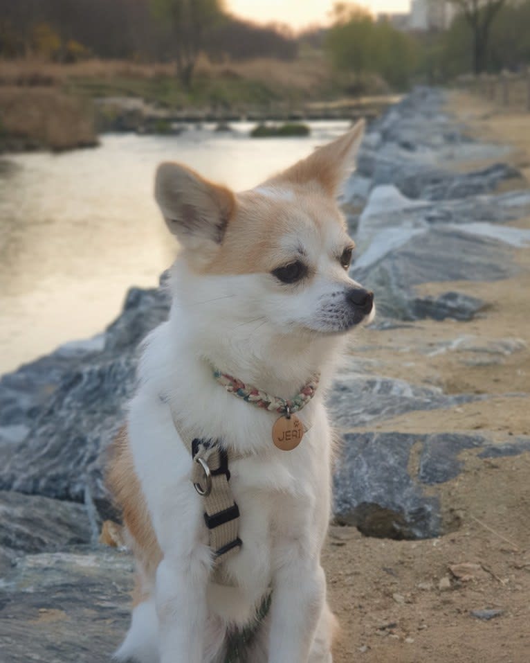 JeriJeree, a Japanese or Korean Village Dog tested with EmbarkVet.com