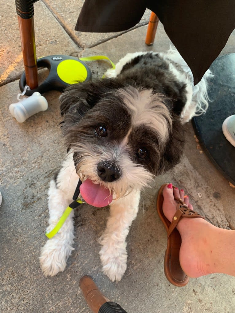 Walter, a Lhasa Apso tested with EmbarkVet.com