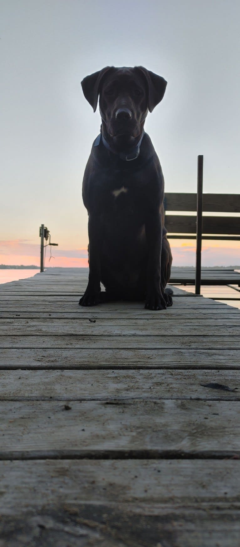 Ottis, a Perro de Presa Canario and English Springer Spaniel mix tested with EmbarkVet.com