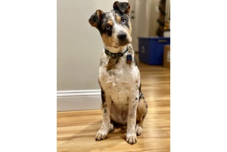 Duncan, an Australian Cattle Dog and American Pit Bull Terrier mix tested with EmbarkVet.com