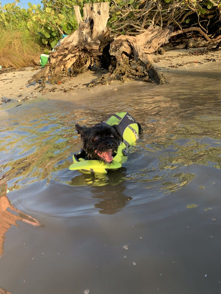 Vinny, a Morkie tested with EmbarkVet.com