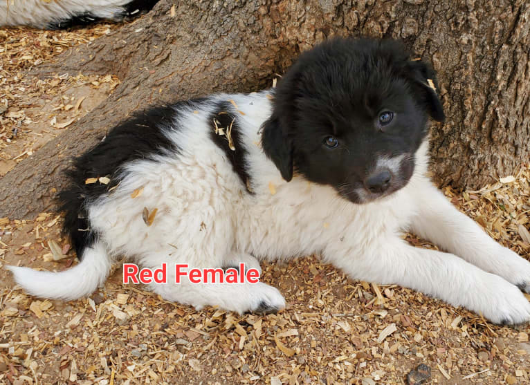 LUCIE-FEMALE RED - KYLO Harper, a Karakachan tested with EmbarkVet.com