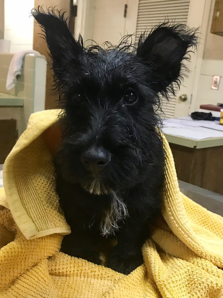 Okie, a Scottish Terrier tested with EmbarkVet.com