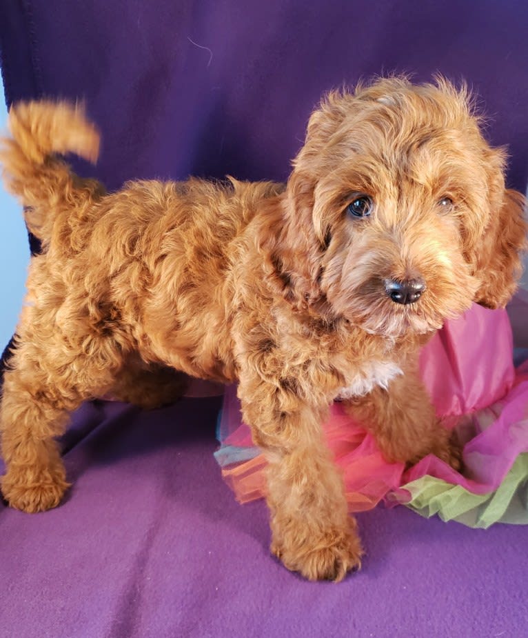 MERRY, a Cockapoo tested with EmbarkVet.com