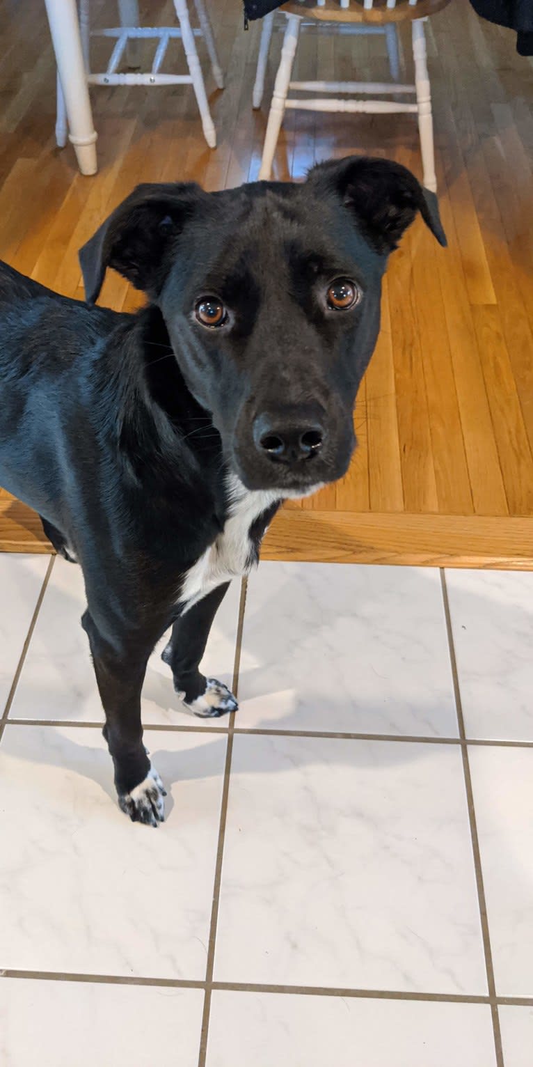 Kopa, an Australian Shepherd and American Pit Bull Terrier mix tested with EmbarkVet.com