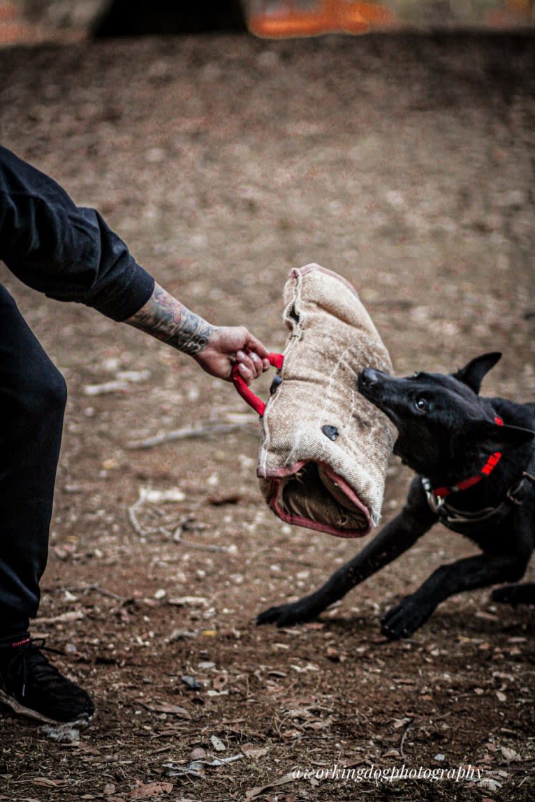 Reaper, a Belgian Shepherd tested with EmbarkVet.com