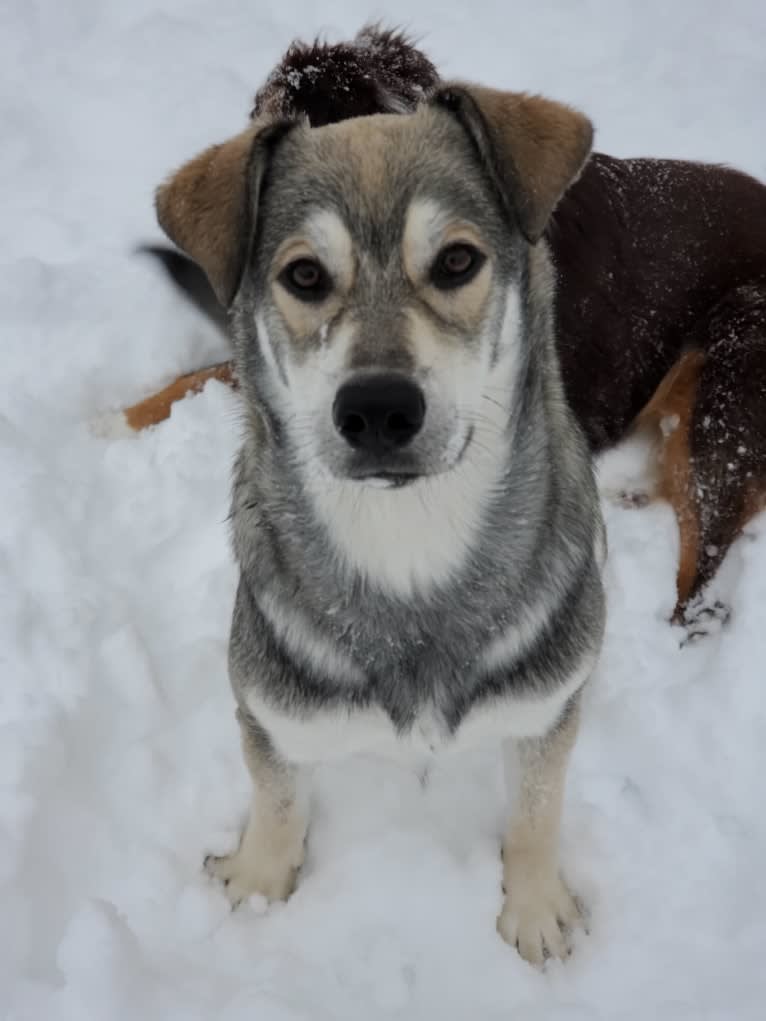 Timber, a Siberian Husky and American Bulldog mix tested with EmbarkVet.com