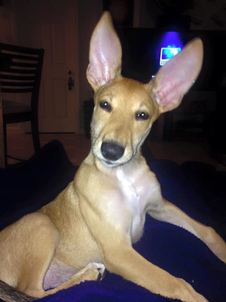 Banbury Cross Mochi, a Carolina Dog tested with EmbarkVet.com