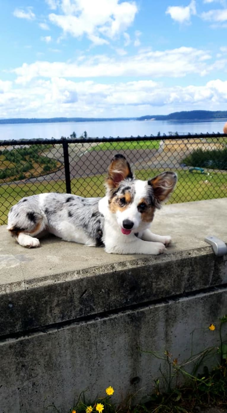 Lady Merle, a Cardigan Welsh Corgi and Pembroke Welsh Corgi mix tested with EmbarkVet.com