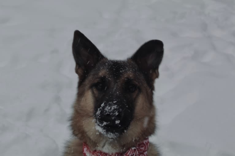 Photo of Percy, a Norwegian Elkhound, Australian Cattle Dog, Labrador Retriever, and German Shepherd Dog mix in Collingwood, Ontario, Canada