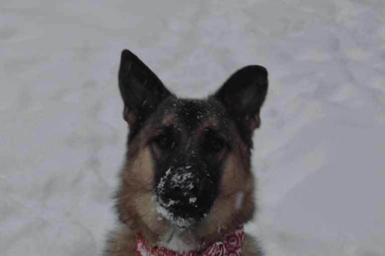 Percy, a Norwegian Elkhound and Australian Cattle Dog mix tested with EmbarkVet.com